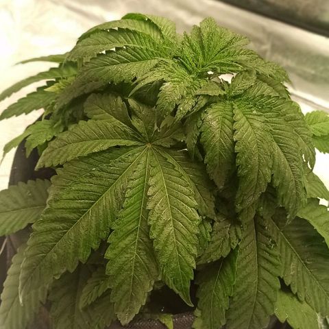 Sweet ZZ growlog photo: Poda de alguma folhas na base do caule.
Aplicação de bending clips em mais alguns ramos.
Rega com nutrientes.