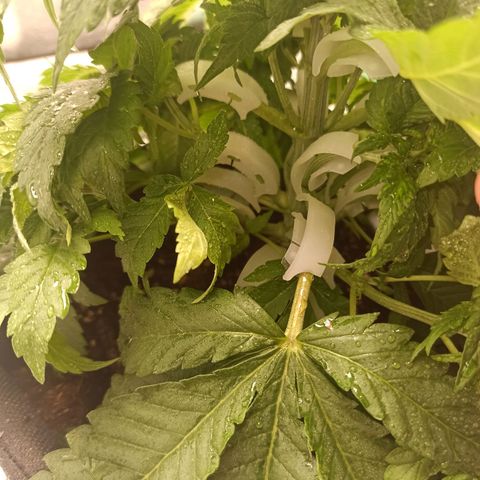 Sweet ZZ growlog photo: Poda de alguma folhas na base do caule.
Aplicação de bending clips em mais alguns ramos.
Rega com nutrientes.