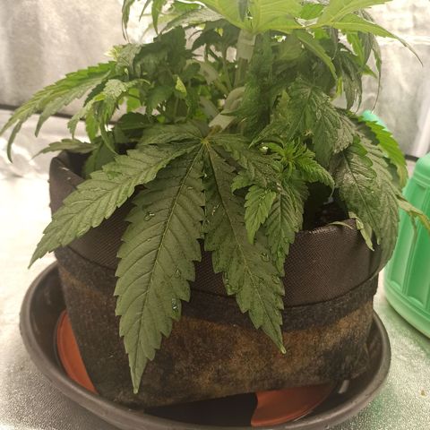 Sweet ZZ growlog photo: Poda de alguma folhas na base do caule.
Aplicação de bending clips em mais alguns ramos.
Rega com nutrientes.