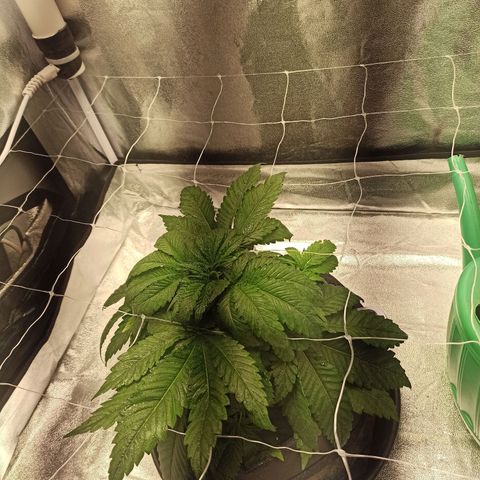 Sweet ZZ growlog photo: Poda de alguma folhas na base do caule.
Aplicação de bending clips em mais alguns ramos.
Rega com nutrientes.