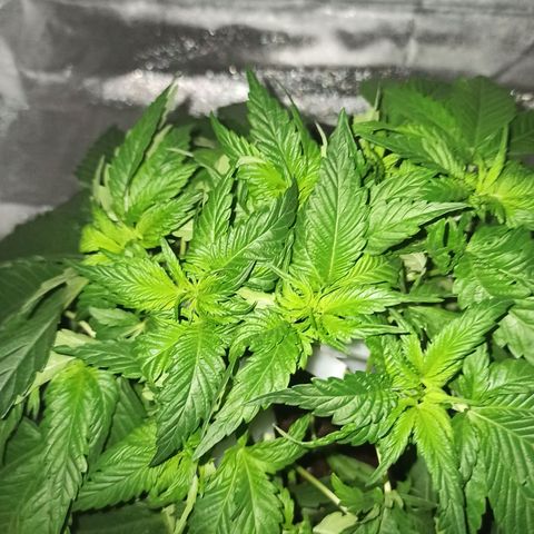 Sweet ZZ growlog photo: Início do ScrOG.
Rega da planta.
