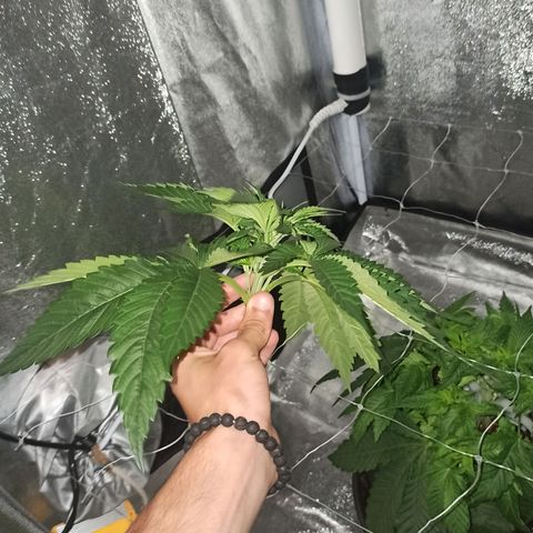 Sweet ZZ growlog photo: Início do ScrOG.
Rega da planta.