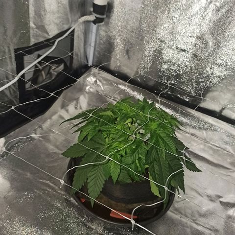 Sweet ZZ growlog photo: Início do ScrOG.
Rega da planta.
