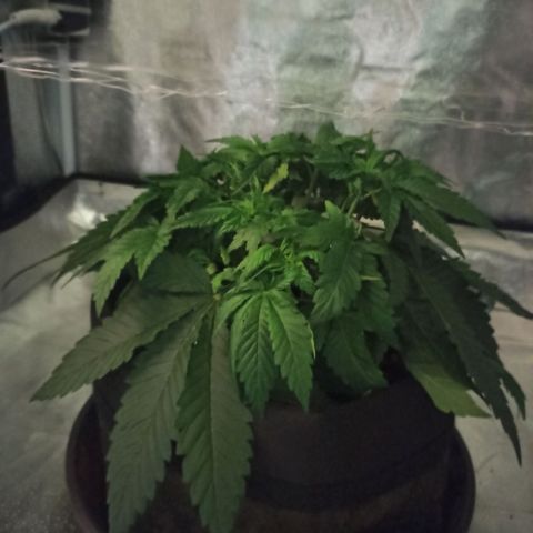 Sweet ZZ growlog photo: Início do ScrOG.
Rega da planta.