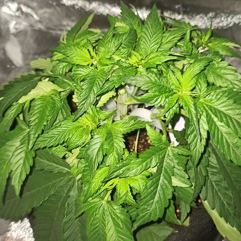 Sweet ZZ growlog photo: Início do ScrOG.
Rega da planta.