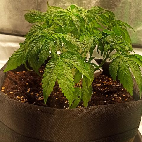 Sweet ZZ growlog photo: Desfiliação completa.