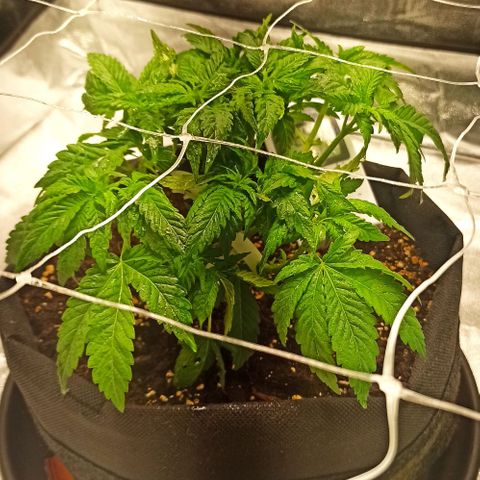 Sweet ZZ growlog photo: Desfiliação completa.