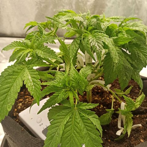 Sweet ZZ growlog timeline photo