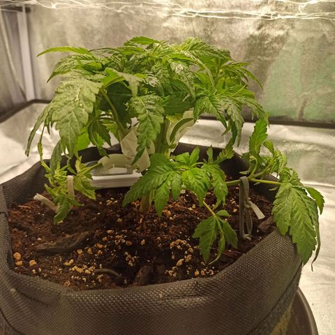 Sweet ZZ growlog timeline photo