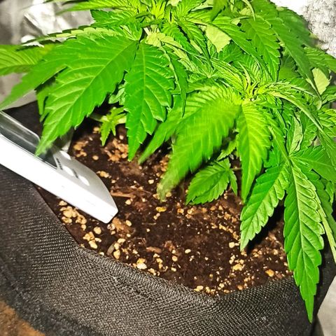 Sweet ZZ growlog photo: Ótima reação ao ScrOG. 
Preparação de estacas e arame para treinar os ramos.