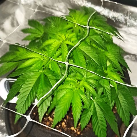 Sweet ZZ growlog photo: Ótima reação ao ScrOG. 
Preparação de estacas e arame para treinar os ramos.