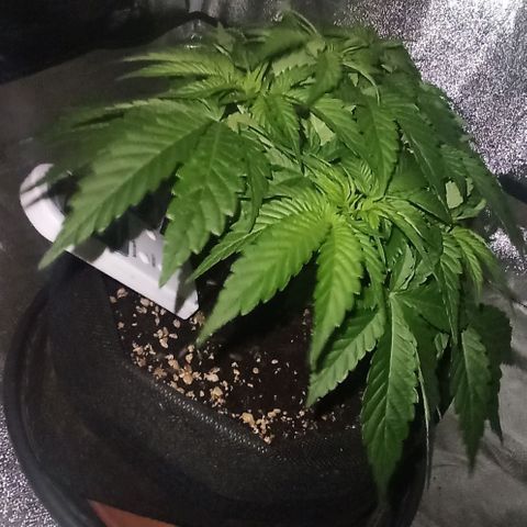 Sweet ZZ growlog photo: Ótima reação ao ScrOG. 
Preparação de estacas e arame para treinar os ramos.