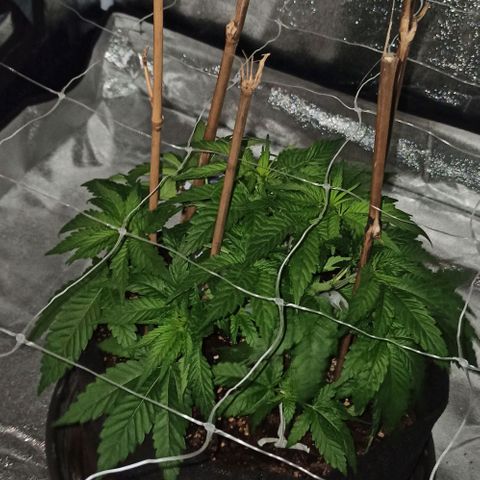 Sweet ZZ growlog photo: Estacas aplicadas, ramos guiados.
Borrifar água na planta após treino.