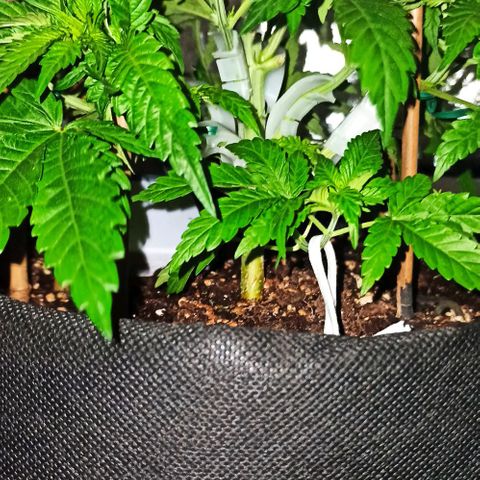 Sweet ZZ growlog photo: Estacas aplicadas, ramos guiados.
Borrifar água na planta após treino.