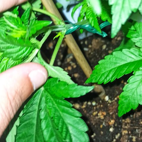 Sweet ZZ growlog photo: Estacas aplicadas, ramos guiados.
Borrifar água na planta após treino.