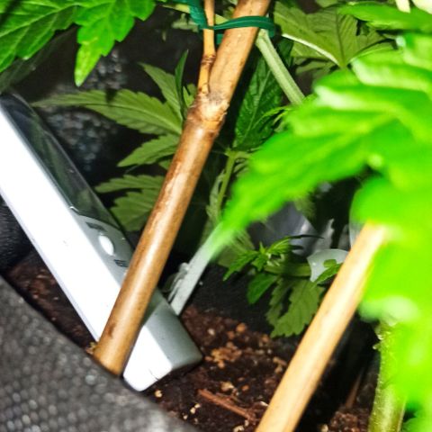 Sweet ZZ growlog photo: Estacas aplicadas, ramos guiados.
Borrifar água na planta após treino.