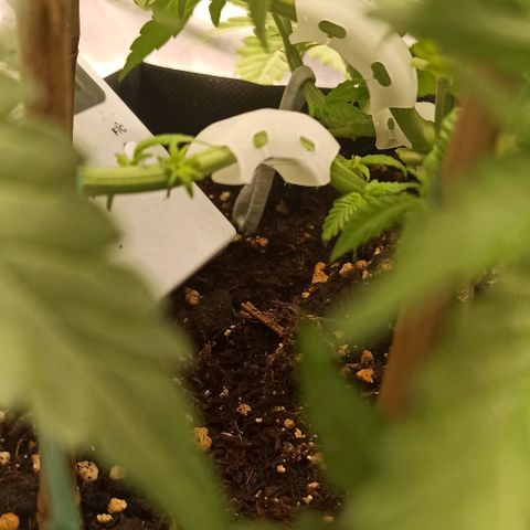 Sweet ZZ growlog photo: Poda das folhas lança 