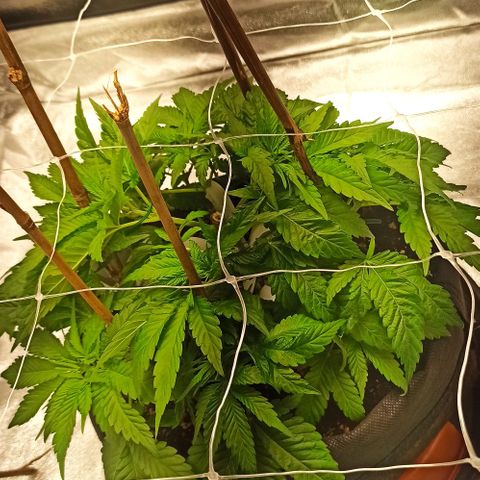 Sweet ZZ growlog photo: Poda das folhas lança 