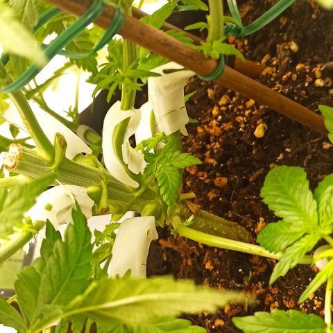 Sweet ZZ growlog photo: Poda das folhas lança 