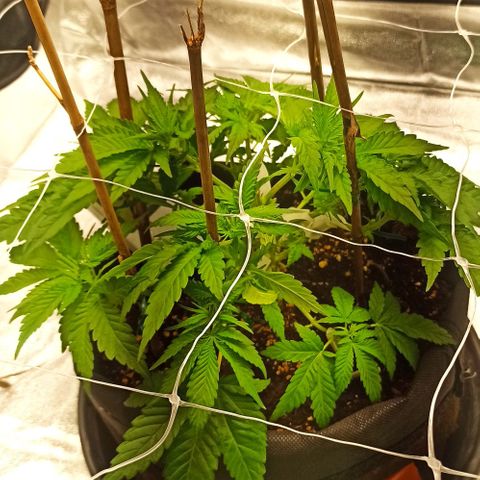 Sweet ZZ growlog photo: Poda das folhas lança 