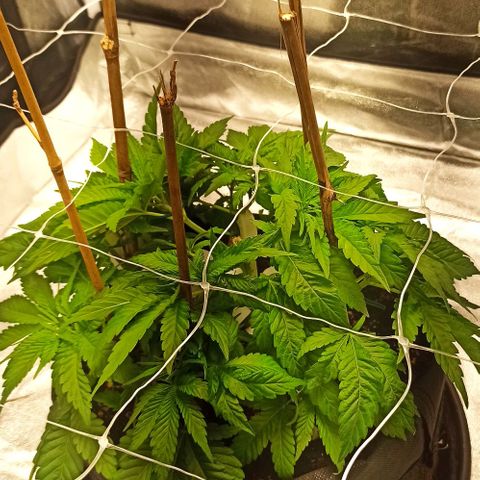 Sweet ZZ growlog photo: Poda das folhas lança 
