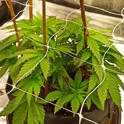 Sweet ZZ growlog timeline photo