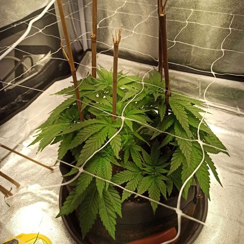 Sweet ZZ growlog timeline photo