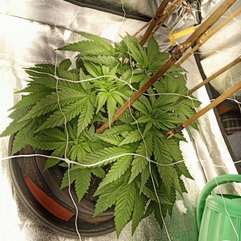 Sweet ZZ growlog timeline photo