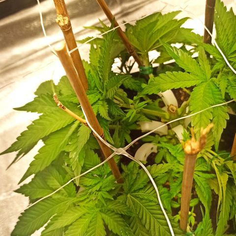 Sweet ZZ growlog photo: Rega com nutrientes.
