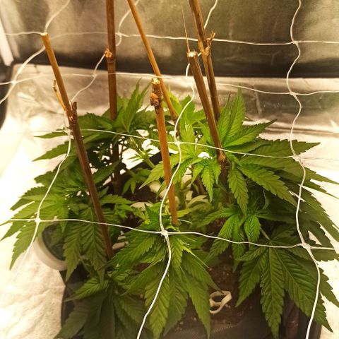 Sweet ZZ growlog photo: Rega com nutrientes.
