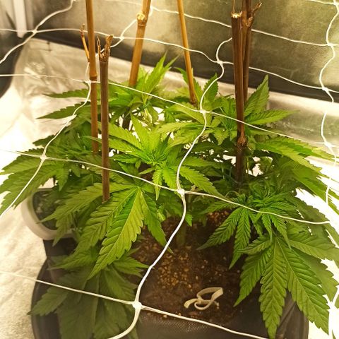 Sweet ZZ growlog photo: Rega com nutrientes.
