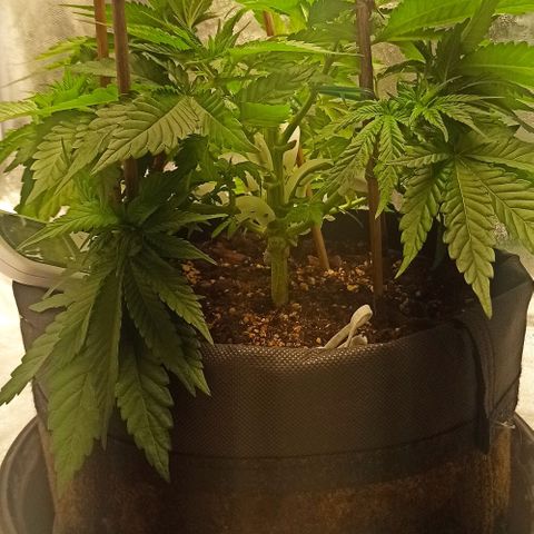Sweet ZZ growlog photo: Rega com nutrientes.
