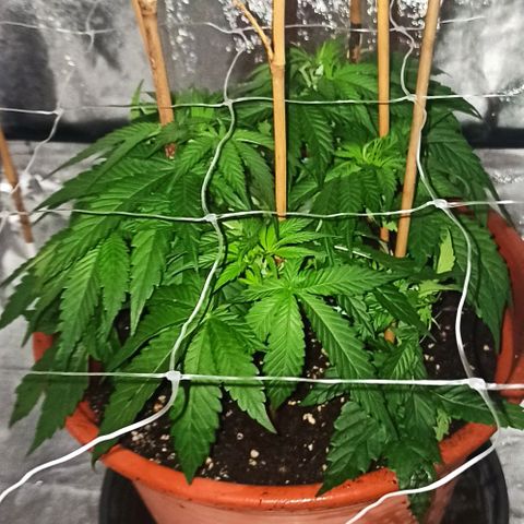 Sweet ZZ growlog photo: Transplante para vaso maior com mais terra.