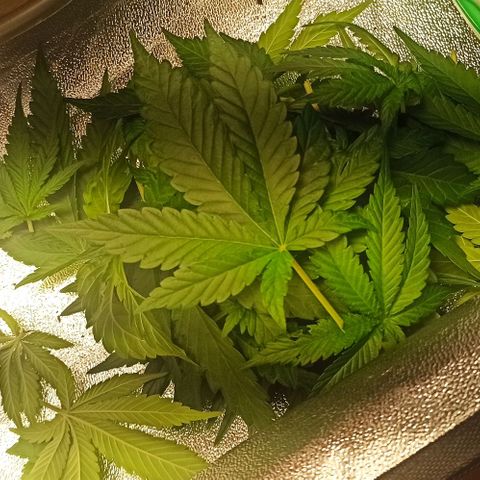 Sweet ZZ growlog photo: Desfolhagem da planta.
Borrifei água após o corte das folhas.