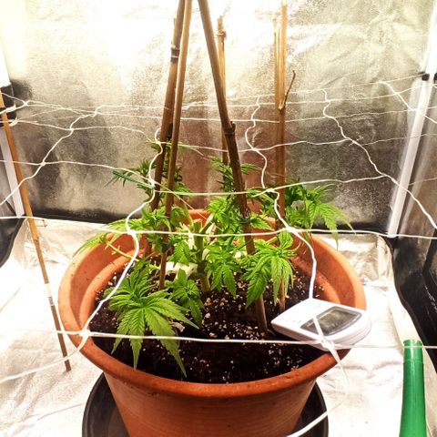 Sweet ZZ growlog photo: Desfolhagem da planta.
Borrifei água após o corte das folhas.