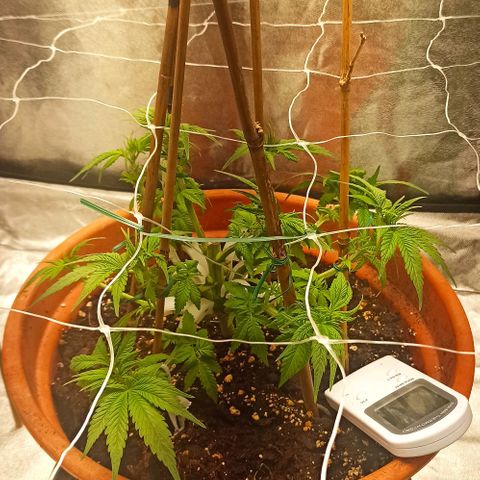 Sweet ZZ growlog photo: Desfolhagem da planta.
Borrifei água após o corte das folhas.