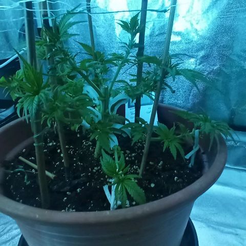 Sweet ZZ growlog timeline photo