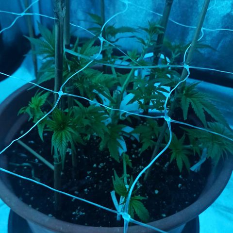 Sweet ZZ growlog timeline photo