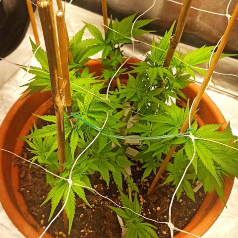 Sweet ZZ growlog timeline photo