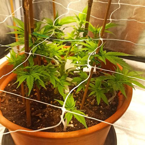 Sweet ZZ growlog timeline photo