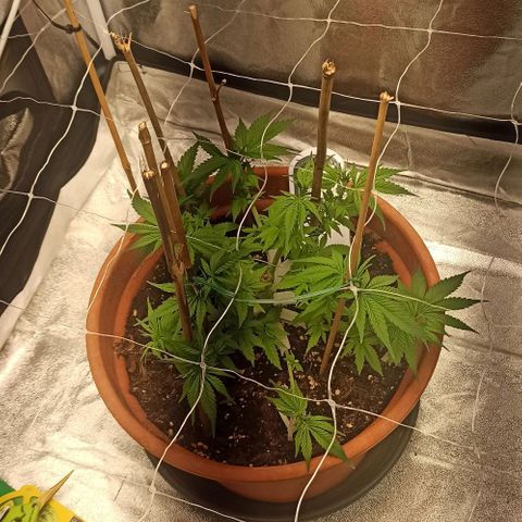 Sweet ZZ growlog timeline photo