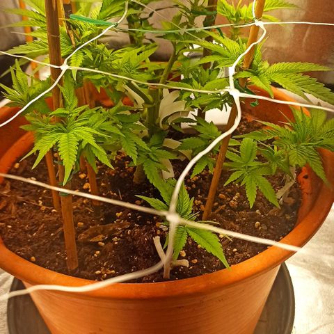 Sweet ZZ growlog timeline photo