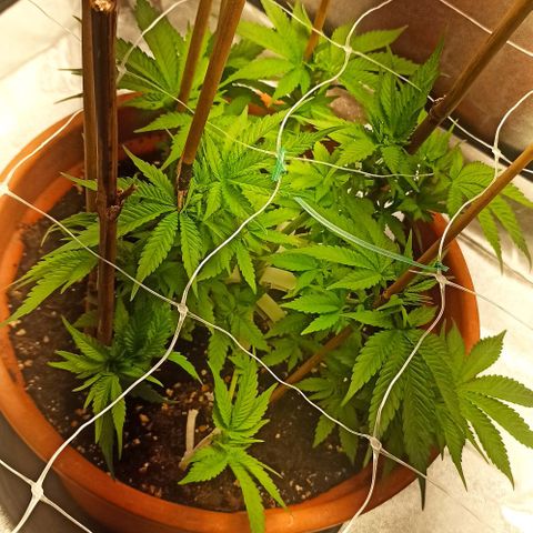 Sweet ZZ growlog timeline photo