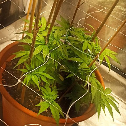 Sweet ZZ growlog timeline photo