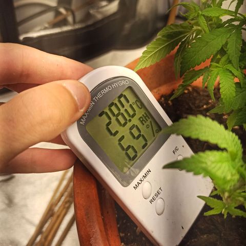 Sweet ZZ growlog timeline photo