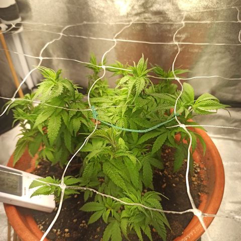 Sweet ZZ growlog timeline photo