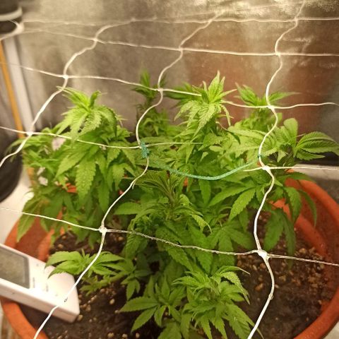 Sweet ZZ growlog timeline photo