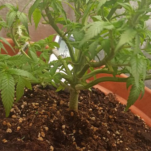 Sweet ZZ growlog timeline photo