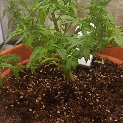 Sweet ZZ growlog timeline photo