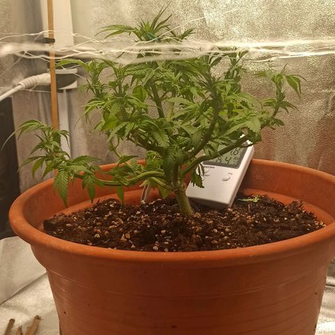 Sweet ZZ growlog timeline photo